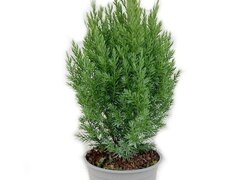 Ienupar chinezesc H55 (Juniperus chinensis)