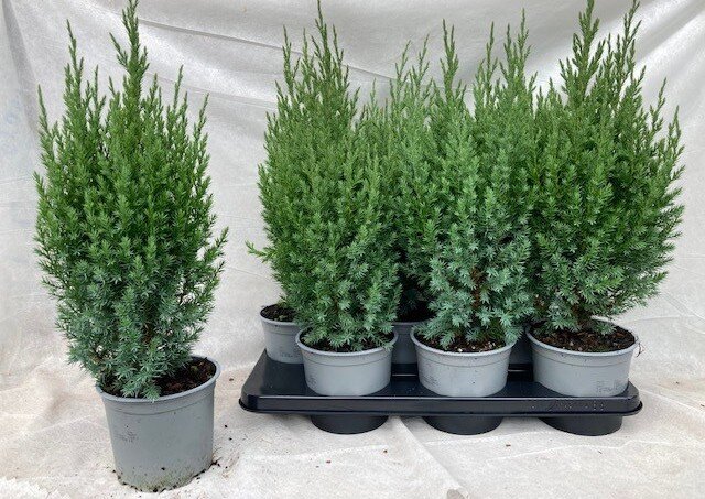 Ienupar chinezesc H55 (Juniperus chinensis)