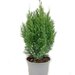 Ienupar chinezesc H55 (Juniperus chinensis)