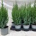 Ienupar chinezesc H55 (Juniperus chinensis)